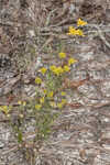 Coastal plain honeycombhead